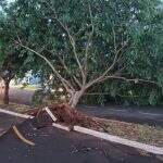 Árvore cai em frente ao Parque do Sóter, ‘arranca’ asfalto e interdita ciclovia
