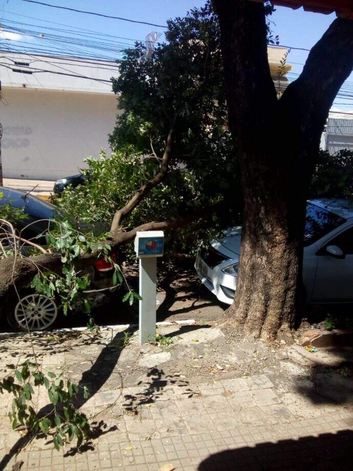 Árvore cai e atinge dois carros na região central de Campo Grande