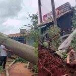 ‘Desde sexta sem vender nada’: árvore gigante cai sobre floricultura em Campo Grande