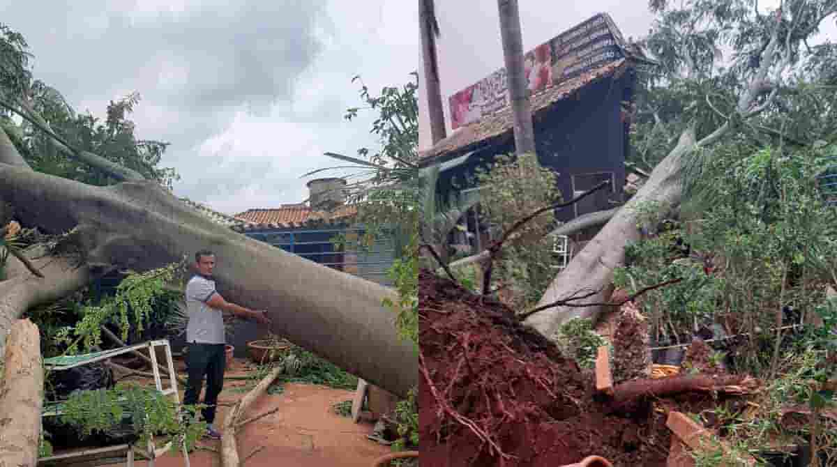 ‘Desde sexta sem vender nada’: árvore gigante cai sobre floricultura em Campo Grande