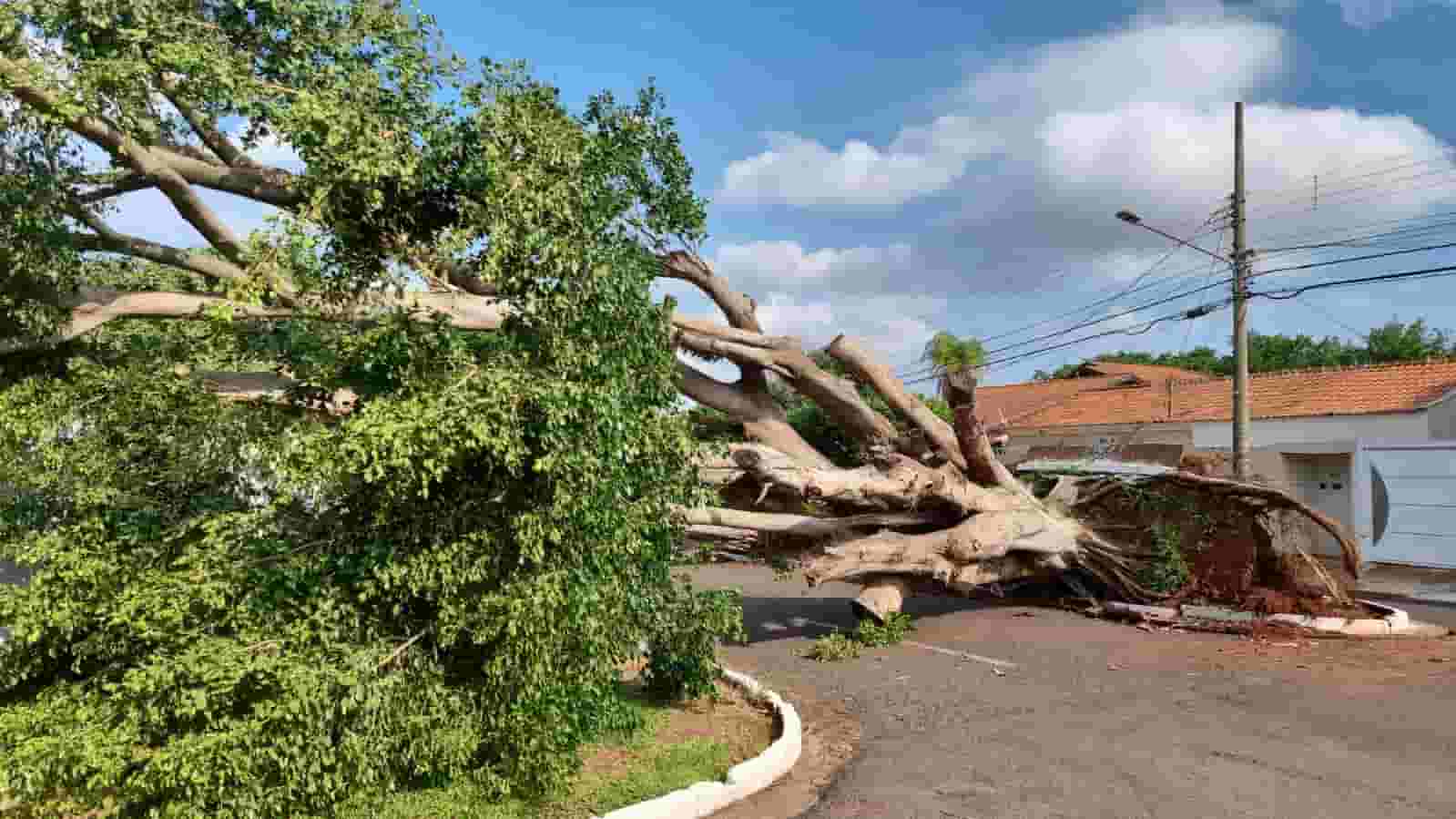 Após temporal, saiba como identificar risco de queda de árvores e solicitar remoção