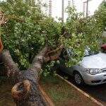 Ventania derruba árvore em cima de carro estacionado e impede trânsito na Avenida Mato Grosso