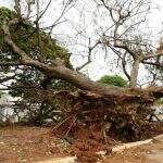 Moradores reclamam de árvore caída em praça há seis dias na Vila Alba