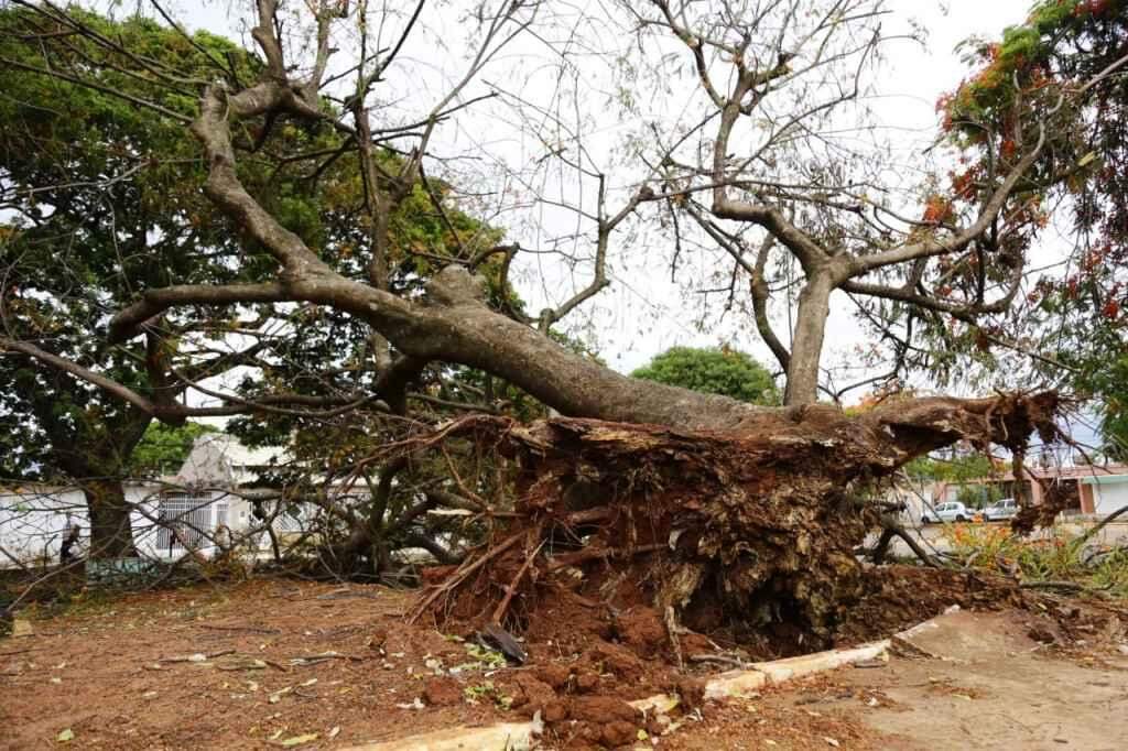 Flamboyant teria caído após ventania na última quarta-feira (20). (Henrique Arakaki | Midiamax)