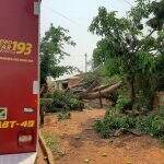 Após ser podada, árvore cai por cima de duas casas no Jardim Seminário 