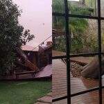 ‘Nossa companheira de anos’: Vendaval derrubou árvore que era xodó em brechó de Campo Grande