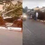 VÍDEO: Árvores caem na Vila Alba durante temporal e deixam casa e três carros destruídos