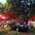 Logo após sair de casa, motorista é surpreendido por árvore que cai em cima de carro