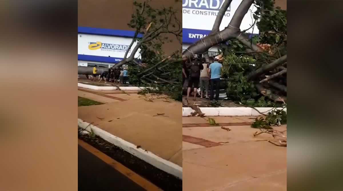 Árvore caída em cima do carro