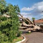 Três dias após temporal, árvores ainda bloqueiam ruas e ‘dão nó’ no trânsito de Campo Grande