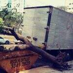 Caminhão colide e derruba árvore no centro de Campo Grande