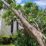 Cinco dias após tempestade, 110 árvores continuam ‘na fila’ para corte em Campo Grande