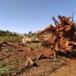 Assentado é multado em R$ 1,8 mil por desmatamento e exploração ilegal de madeira em MS