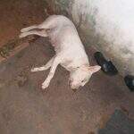 Casa de brasileiro é alvo de ataque na fronteira e até cachorro morre fuzilado