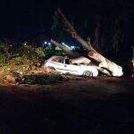 Com temporal, árvore cai e destrói carro em cidade de MS