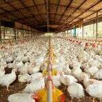 Setor vê ‘jogada comercial’ da China em notícia sobre frango com covid-19