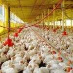 Carne Fraca preocupa setor de MS que exportou US$ 50 milhões em 2 meses