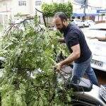 Galho de árvore cai durante ventania e estraga carro e moto ‘chique’ estacionados