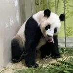 Bebê panda nasce em zoológico de Cingapura após inseminação artificial