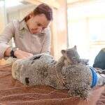 Filhote de coala abraça mãe inconsciente durante cirurgia emergencial