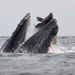 Fotógrafo registra momento em que baleia-jubarte quase engole leão-marinho.