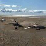 Cerca de 50 baleias mortas são vistas em praia da Islândia