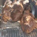 Polícia recupera em assentamento cinco cabeças de gado furtadas