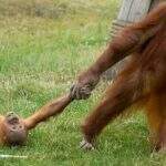 Fotógrafo registra birra de orangotango arrastado pela mãe