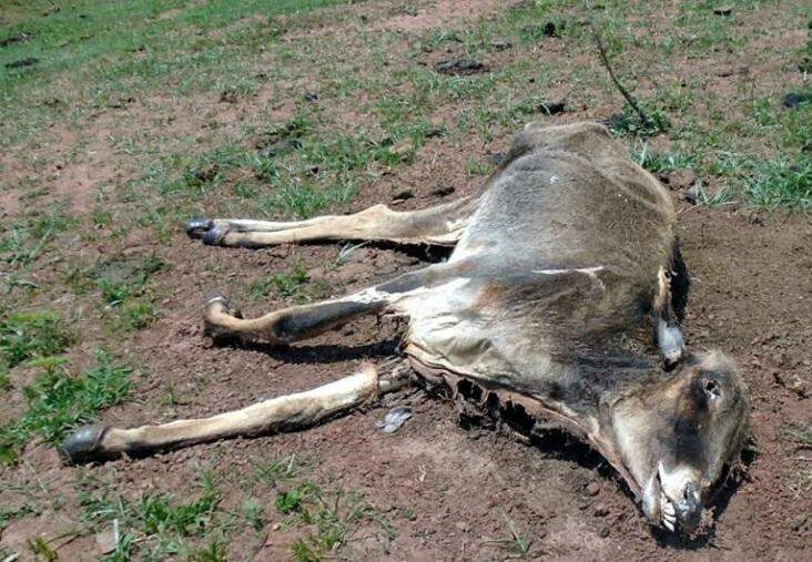 Animal encontrado morto pelos policiais na fazenda. Foto: Divulgação