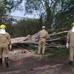 Vendaval derruba mais de 154 árvores e deixa três pessoas feridas em Campo Grande