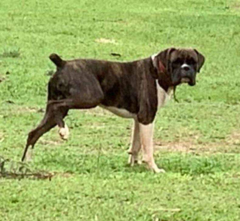 Cachorro Boxer em Mato Grosso do Sul
