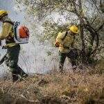 Retrospectiva 2020: Incêndios devastaram Pantanal de MS e recuperação pode levar anos, dizem especialistas