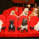 Cachorros ganham sessão de cinema exclusiva em shopping de São Paulo