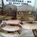 Homens são presos em Batayporã por caça ilegal de animais silvestres e porte de armas de fogo