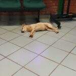 Calor para cachorro: Cãozinho ‘invade’ Detran-MS para aproveitar ar-condicionado