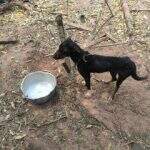 Cachorro sem água, comida e amarrado há 8 meses é resgato pela polícia e dono preso