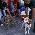 Vítimas de maus-tratos, cachorros são as estrelas do dia em feira de adoção em Campo Grande