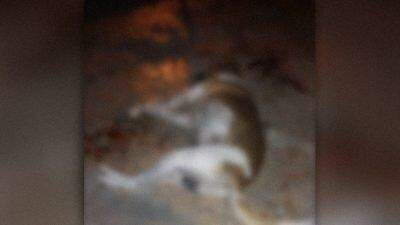 Cachorro morre e dono encontra pizza com veneno de rato em loja de Campo Grande