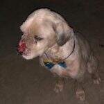 Com gravata borboleta e machucado no nariz, cachorro está perdido no Novos Estados