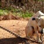 Projeto de Lei quer proibir acorrentamento de cães e gatos em todo o Estado