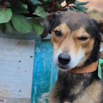 Quer adotar um bichinho? CCZ promove feira com cães e gatos em Campo Grande