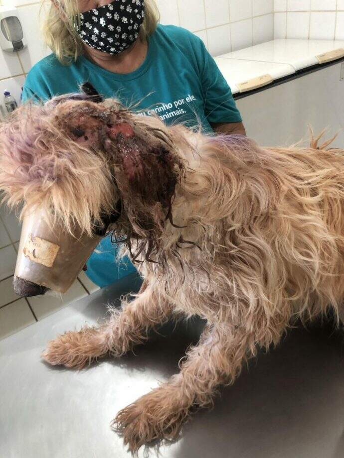Cachorro é resgatado com ferimentos e dona autuada por maus-tratos em MS