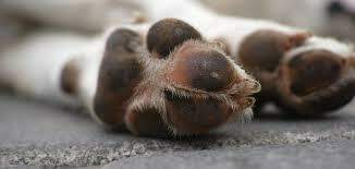 Cachorros estavam em um cercado de madeira (Ilustrativa)