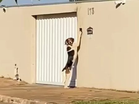 Cachorro toca campainha antes de entrar em residência e é filmado por vizinha