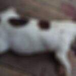 ‘Mascote’ de funilaria, cadela é encontrada morta com parte da pele retirada a faca