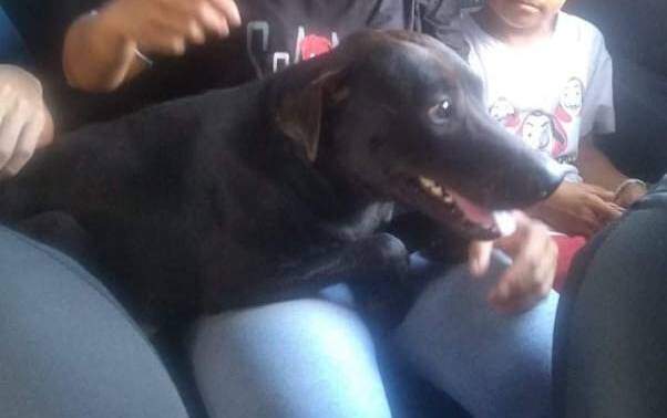 Cachorro resgatado por policiais no Parque dos Poderes volta para casa 4 dias após fuga