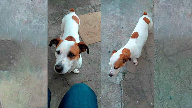Mulher recupera um dos cachorros perdidos durante mudança para Campo Grande