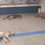 VÍDEO: Com calor, sete cachorros dormem tranquilos dentro de agência bancária