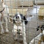 Aumento do abandono de animais no fim de ano preocupa abrigos em Campo Grande