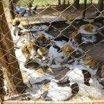 Justiça não decide e cães de caça estão sob responsabilidade de ONG há 4 meses